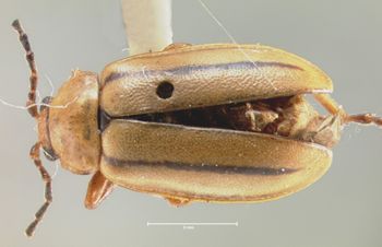 Media type: image;   Entomology 29043 Aspect: habitus dorsal view